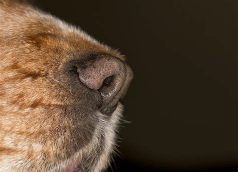 Skin Cancer On Dog Nose Chester Pearson Kabar