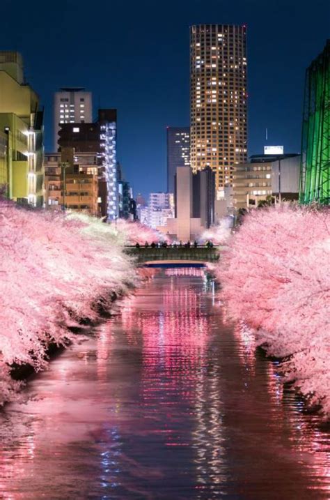 This Photographer Shows How Truly Magical Nighttime Cherry Blossoms Are
