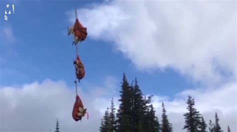 Mountain Goats Airlifted From Olympic National Park Washington State