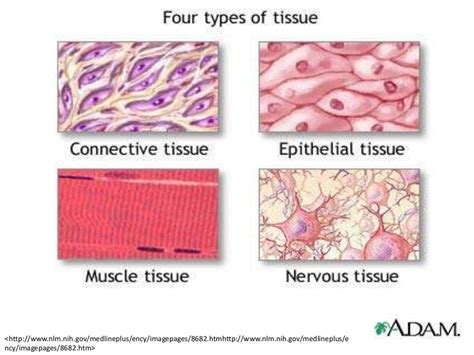 Types Of Tissue In The Body
