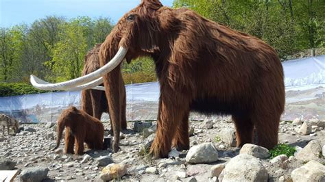 Some Woolly Mammoths Survived Until Just 5600 Years Ago Mental Floss