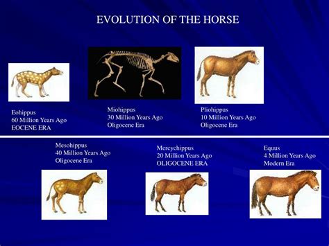 Ppt Evolution Of The Horse Powerpoint Presentation Free Download