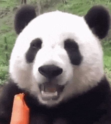 Giant Panda Gif Gifcen