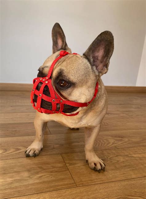 Dog Muzzle For French Bulldog Frenchies A Other Etsy
