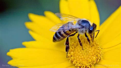 Blue and yellow flowering plants are the best plants for bees. The Bee Journal: Blue Halo on non blue flowers attracts bees