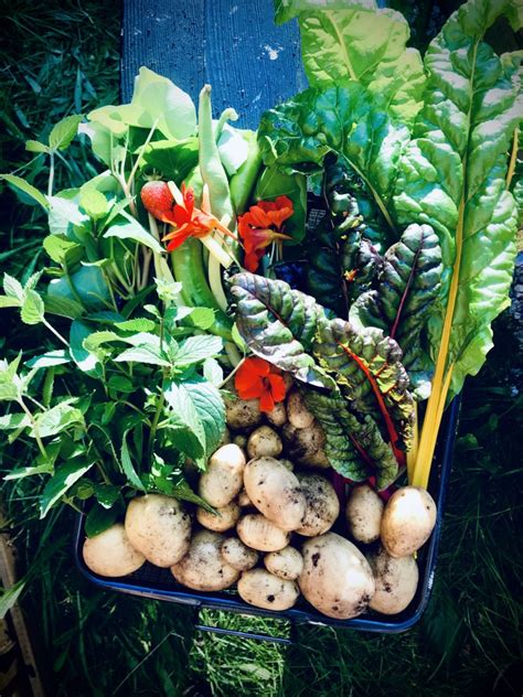 Das erntedankfest ist in deutschland kein feiertag. GESTATTEN DATSCHE: Ernte Dank - Adebars Töchter