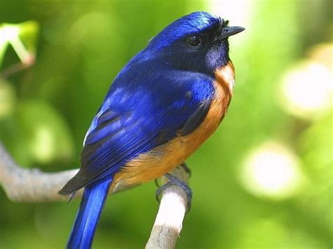 Images Of Colorful Birds Bing Images Birds Pinterest