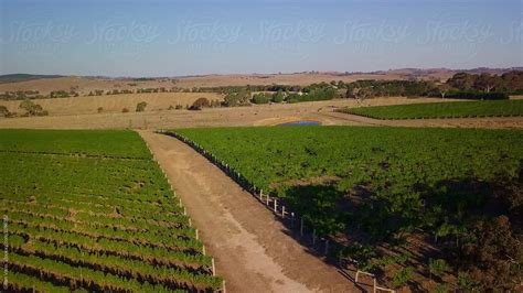 Aerial Of Vineyards By Stocksy Contributor Gillian Vann Stocksy