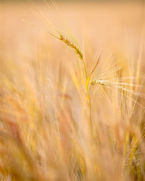Autumn Wheat Field Stock Image Image Of Beautiful Yellow 32835829