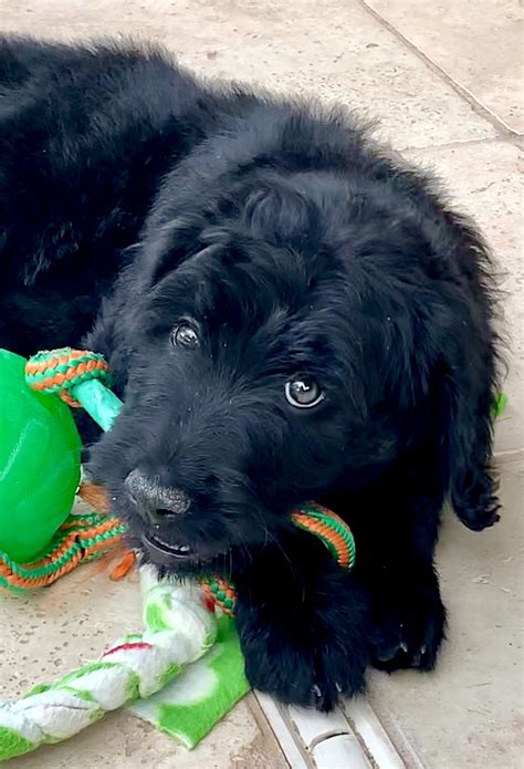 Cute Black Goldendoodle Puppy Chewing On A Toyt20e9ro8m