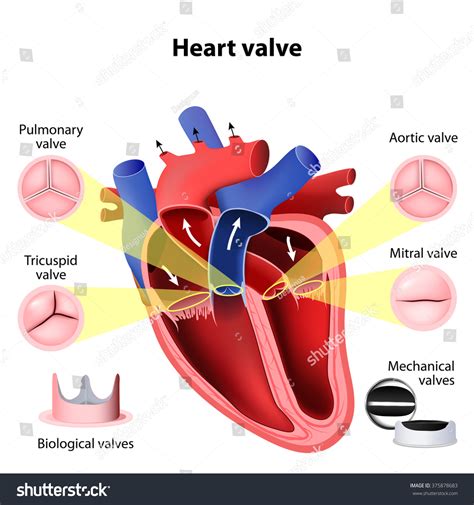 Pulmonary Tricuspid Aortic Mitral Valve Biological Stock Illustration
