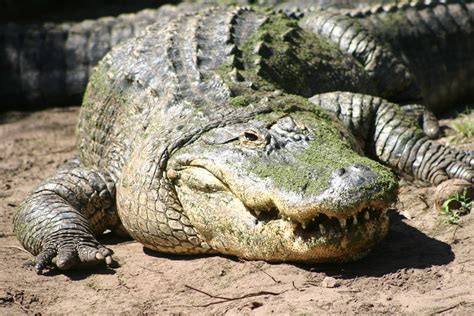 Alligator ~ Animals World