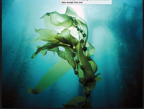 Pin By Carson Jarvis On Print Sea Plants Seaweed Underwater Plants