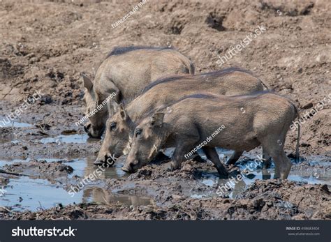 African Warthog Kruger National Park South Stock Photo 498683404