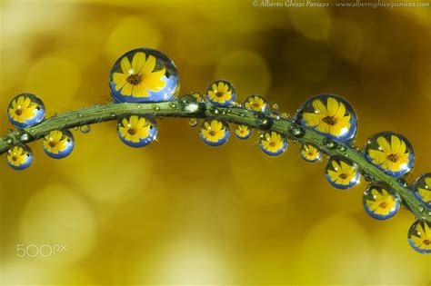 Springs Reflections Water Drop Photography Macro Flower Reflection