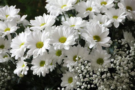 White Daisy Flowers White Babys Breath Flowers · Free Stock Photo