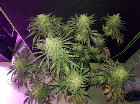 Seedsman Critical Purple Kush Grow Journal Week13 By Rom101 Growdiaries