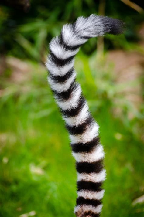 Black and White Animal Tail · Free Stock Photo