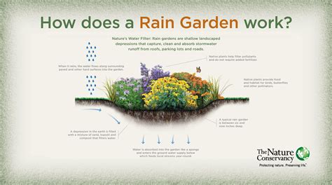 Rain Gardens Growing Greens Plant Help Garden Compost Nature Water