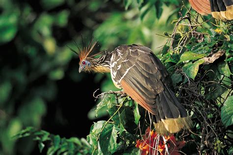Protecting and conserving the amazon is no easy task, but wwf has been working to save this important place. Amazon Rainforest Animals: A Beginner's Guide to 21 ...