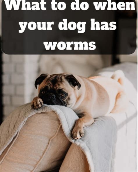 How To Tell If Your Dog Has Worms Pethelpful By Fellow Animal
