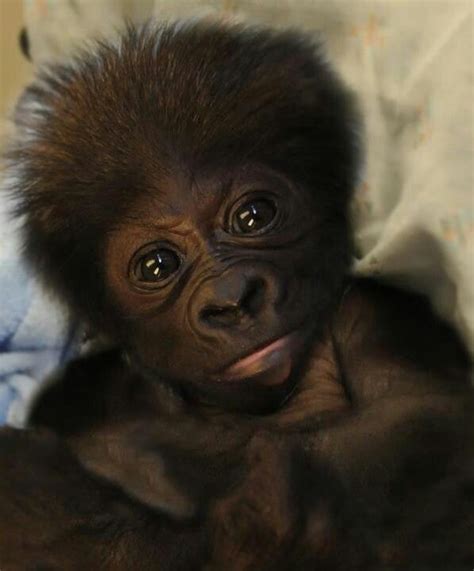 Baby Gorilla Looks Like A Throw Back Kmsl But This One Has Way More