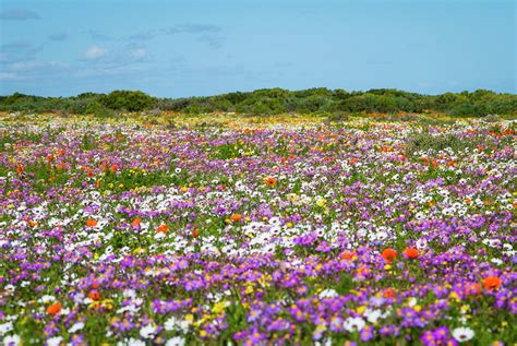 Field Of Flowers In Rural Landscape Photograph By Luka Fine Art America
