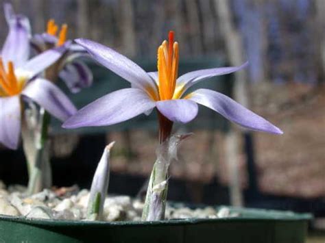 Spring Blooming Crocus Two Pacific Bulb Society