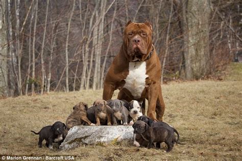 video shows hulk the world s biggest pitbull s puppies learning to swim daily mail online