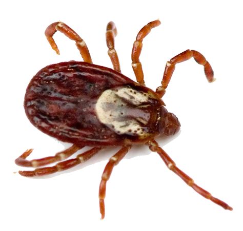 Tick Insect Png Transparent Image Download Size 744x709px