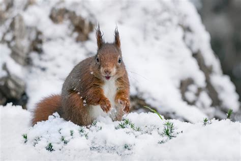 Eurasian Red Squirrel Facts CRITTERFACTS