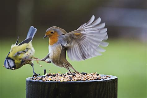 Two Birds Fighting Over Some Food Rphotoshopbattles
