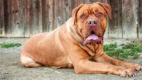 10 Biggest Dog Breeds In The World Youtube