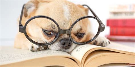 Can Dogs Read