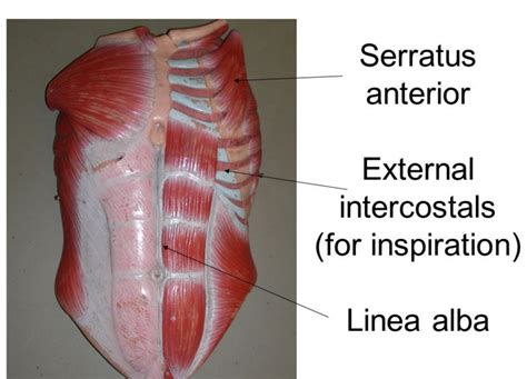 External Intercostal Muscles Cadaver