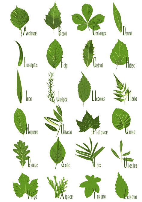 Herb Plants Names With Pictures Garden Plant