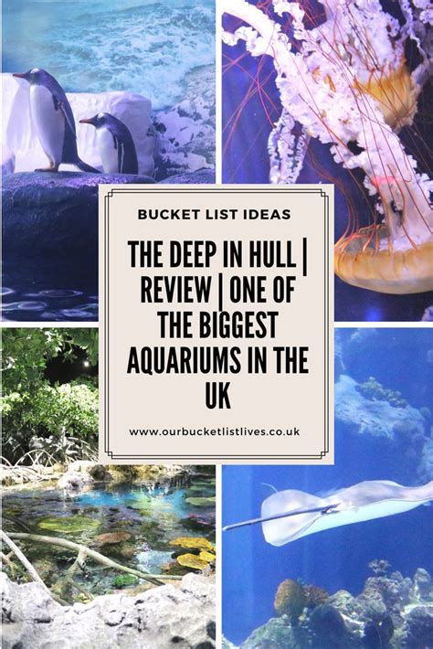 The Deep In Hull Review Of One Of The Biggest Aquariums In The Uk