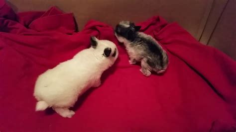 There are also wild rabbits & then there are some that are in shows & then some are just our pets & some that people actually 8 week old broken orange holland lop bunny rabbit! Netherland Dwarf Baby Rabbits 2 weeks old - YouTube