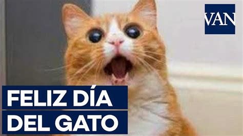 Los Mejores Memes Para Celebrar El DÍa Internacional Del Gato Youtube