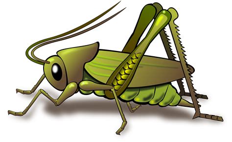 Clipart Grasshopper Wikiclipart
