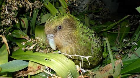Kakapo Parrot New Zealands Flightless Bird Genome Sequenced For The