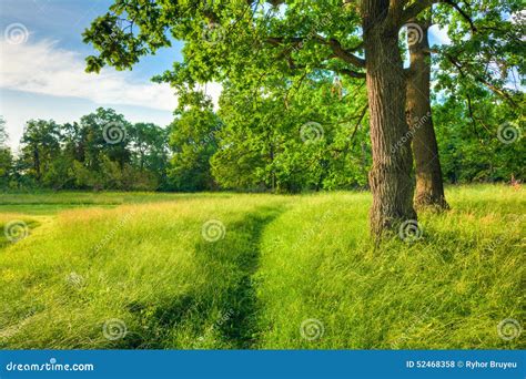 Summer Sunny Forest Trees And Green Grass Nature Stock Photo Image