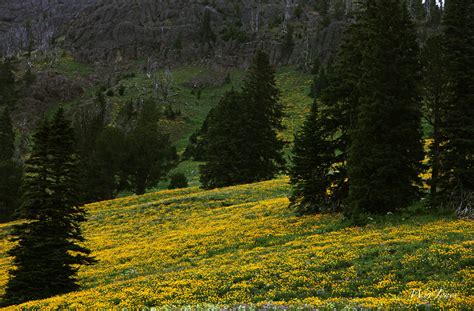 Yellowstone Wildflowers Flickr