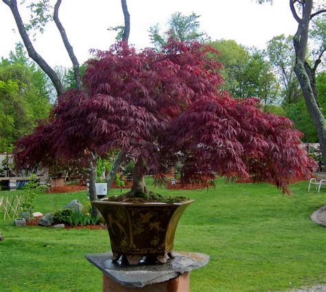Easy To Follow Tips For Growing Trees In Pots Horticulture