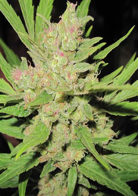 Difference Between Male And Female Cannabis Seeds Difference Between