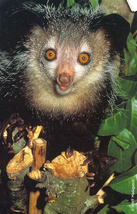 All Aye Ayes Archives Lemur Conservation Network
