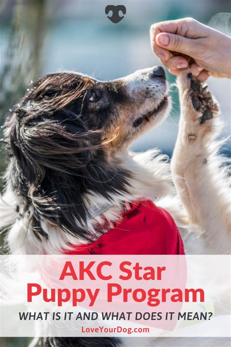 Puppy classes are practical and functional. AKC Star Puppy Program: What is it and What Does it Mean ...