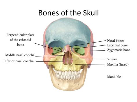Ppt Bones Of The Skull Powerpoint Presentation Id2282483