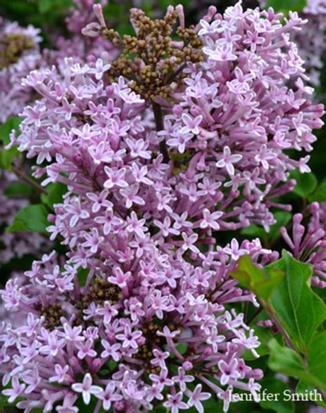 The Sensory Garden Horticulture