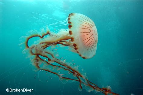 Jellyfish Are More Beneficial To Marine Life Than Previously Thought
